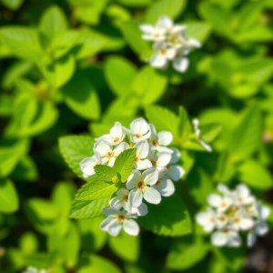 Mint Seeds 200 Seeds