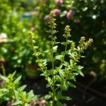 Sweet Marjoram Seeds