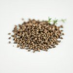Local Thyme Seeds