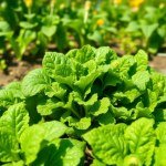 مجموعة بذور الخضروات الورقية