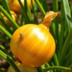 بذور بصل دهبي (1000 بذرة)