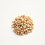 بذور نخيل ملوكي (Roystonea regia) نخيل ملوكي