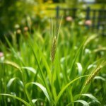 Rodenticide Baited Wheat Seeds