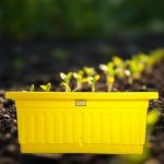 Canary Yellow Smart Garden 40x20cm