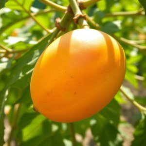 بذور الباباظ الياباني (بابايا) – 5 بذور