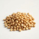 بذور الباباظ الياباني (بابايا) – 5 بذور