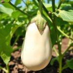 White Eggplant Bride Seeds