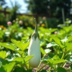 White Eggplant Bride Seeds
