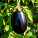 Black Eggplant Bride Seeds