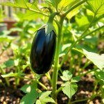 Black Eggplant Bride Seeds