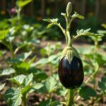 Black Baladi Eggplant Seeds