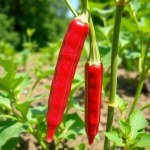 بذور البامية الحمراء الطويلة (Red Long Okra Seeds)