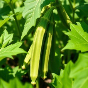 بذور البامية الخضراء (Green Okra Seeds)