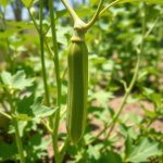 بذور البامية الخضراء (Green Okra Seeds)