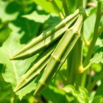 بذور البامية الخضراء الطويلة (Long Green Okra Seeds)