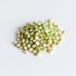 بذور البامية الخضراء الطويلة (Long Green Okra Seeds)