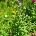 بذور البردقوش (Marjoram Seeds)