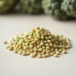 Broccoli Seeds