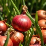 Red Onion Seeds