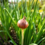 Red Onion Seeds