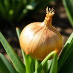 بذور البصل الأخضر (Green Onion Seeds)