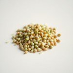 بذور البصل الأخضر (Green Onion Seeds)