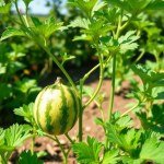 Round Watermelon Seeds 20 Seeds