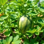 بذور البطيخ النمساوي المخطط (Striped Austrian Watermelon Seeds) 10 بذور