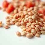 بذور البطيخ النمساوي المخطط (Striped Austrian Watermelon Seeds) 10 بذور