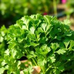 بذور البقدونس البلدي (Local Parsley Seeds)