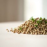 بذور البقدونس البلدي (Local Parsley Seeds)