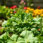بذور الجرجير البلدي (Local Arugula Seeds)