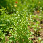 بذور الجرجير البلدي (Local Arugula Seeds)