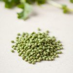 بذور الجرجير البلدي (Local Arugula Seeds)