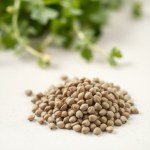 French Arugula Seeds