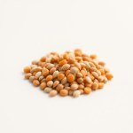 Yellow Carrot Seeds