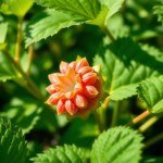 Mallow Seeds