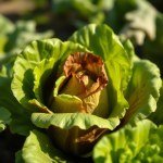 بذور الخس البلدي (Baladi Lettuce Seeds)