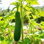 بذور الخيار الفرنساوي (French Cucumber Seeds)