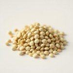 بذور الخيار الفرنساوي (French Cucumber Seeds)