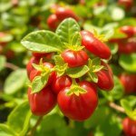 Purslane Seeds