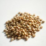 Purslane Seeds