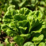 French Spinach Seeds