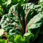 بذور السلق (Chard Seeds)