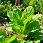 بذور السلق (Chard Seeds)