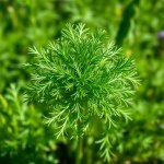 بذور الشبت البلدي (Anethum graveolens)