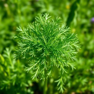 بذور الشبت البلدي (Anethum graveolens)