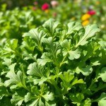 بذور جرجير بيبي روكا – طعم طبيعي وصحي في كل ورقة! 1 جرام