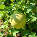 بذور شمام الشهد (Cucumis melo) شمام الشهد