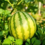 بذور شمام مصري (Cucumis melo) الشمام المصري